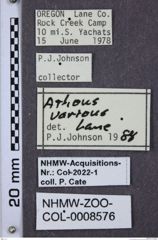Etiketten zu Athous sierrae (NHMW-ZOO-COL-0008576)